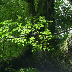 「木ことば」をご存知ですか？