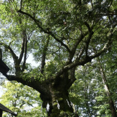 御神木「しなの木」　信濃国特別神社　熊野皇大神社